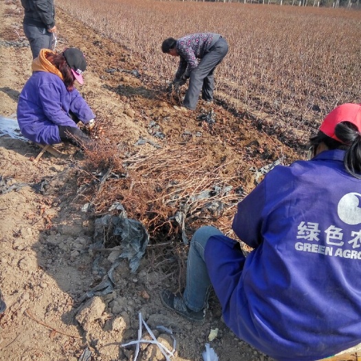 咸阳红地球葡萄苗