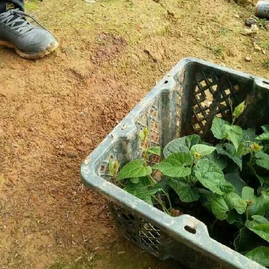 桂林罗汉果苗