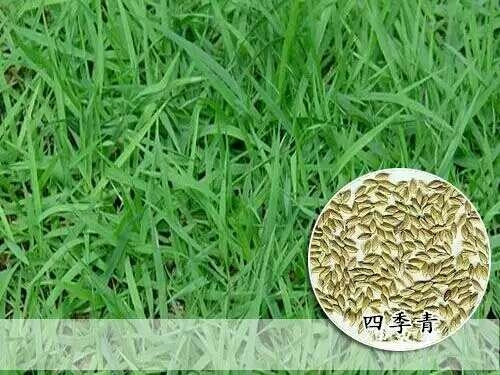 沭阳县中华结缕草种子