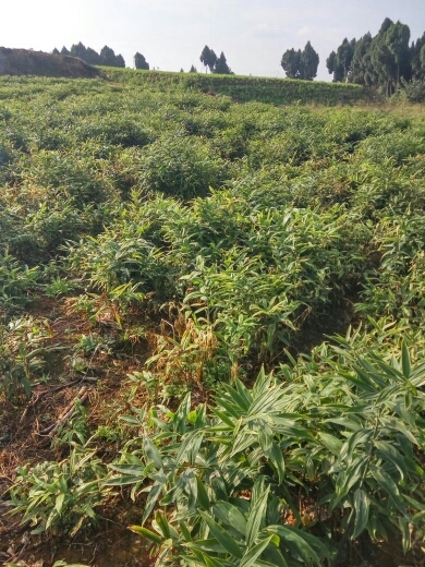 三台县黄精 鲜货 四川省绵阳市三台县