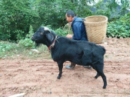 金堂县黑山羊 80-110斤