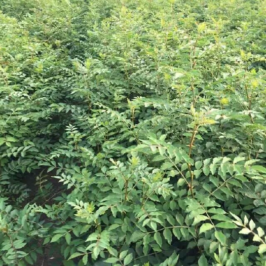 泰安大红袍花椒苗