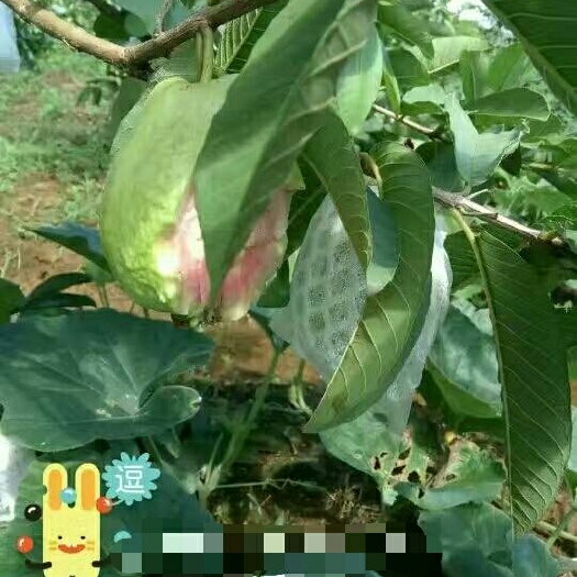 灵山县红心芭乐番石榴苗 红宝石，西瓜芭乐，金桔柠檬，长果桑，三华李，枇杷苗，三红柚等