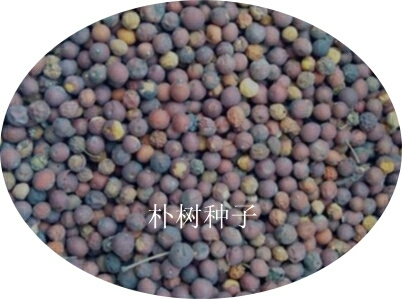 朴树种子