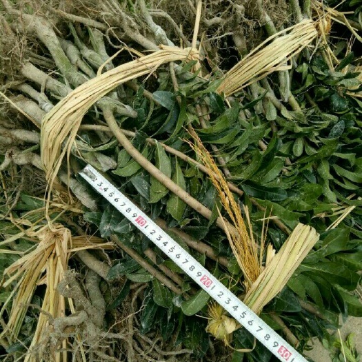 芷江县东魁苗