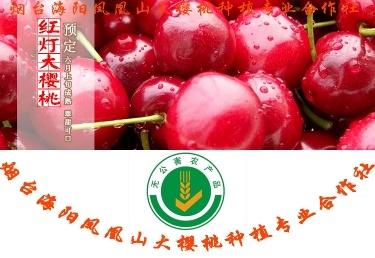 海阳市美早樱桃 20mm以上 12-15g
