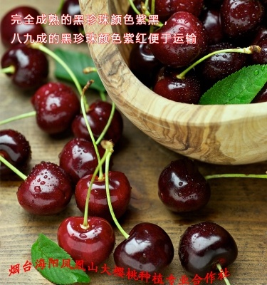 海阳市黑珍珠樱桃 20mm以上 8-12g