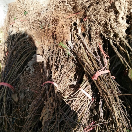 建始县红阳猕猴桃苗 嫁接苗