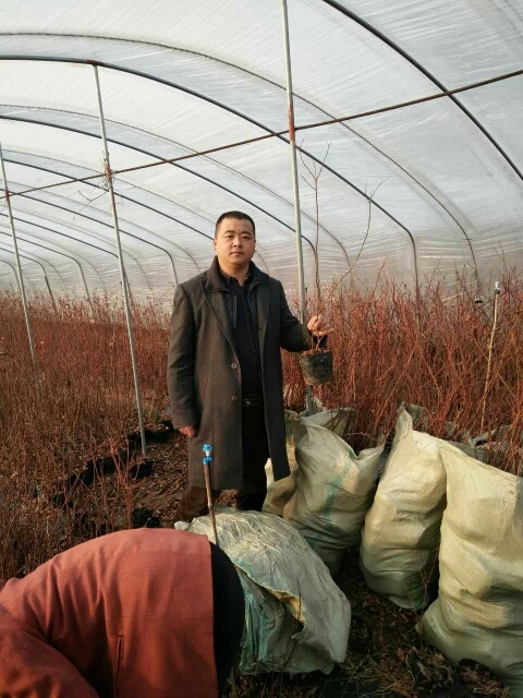 泰安兔眼蓝莓苗