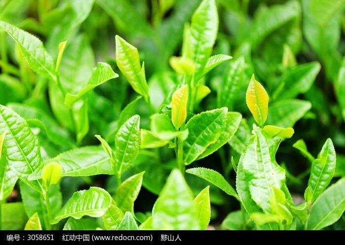 新平县野生大树茶苗 