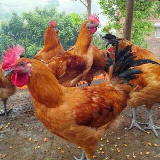 莆田土鸡 统货