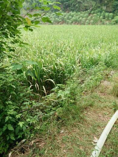 达州 优质茭白苗