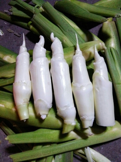 达州美人茭苗 15-20cm