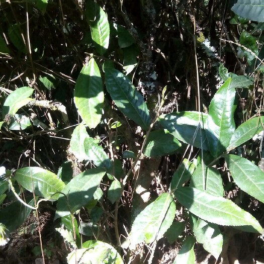 镇沅县野生口粮茶 生态自喝，80年茶龄