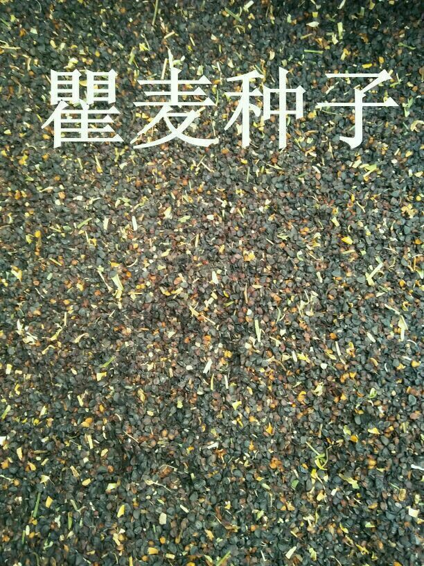 安国市瞿麦种子 五彩石竹种子
