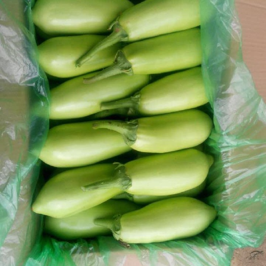 随州 基地青茄子直供