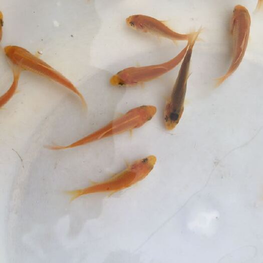 广州鲤鱼苗