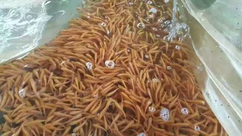 广州红罗非鱼苗