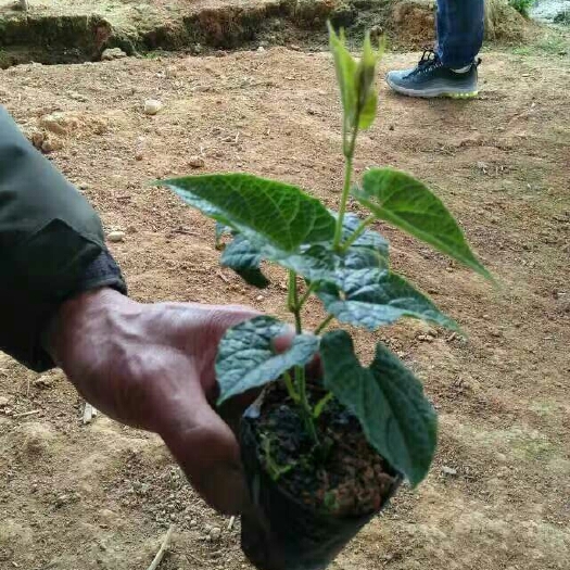 桂林罗汉果苗