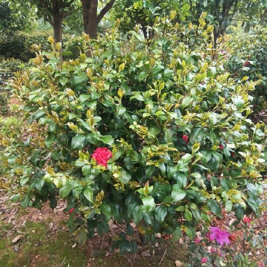 长沙县 山茶花，茶花树