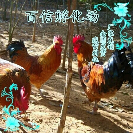 长沙跑山土鸡苗黄土鸡苗红毛公鸡苗血毛土鸡苗红瑶公鸡苗