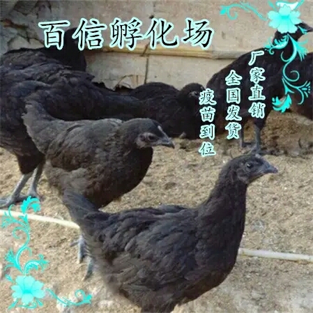 长沙蛋鸡苗  五黑一绿鸡苗高产土鸡苗麻羽高产