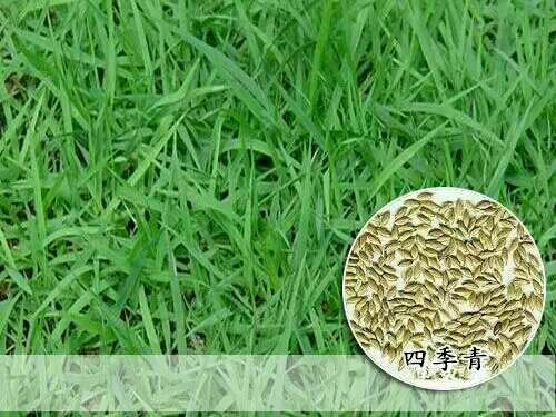 沭阳县高羊茅