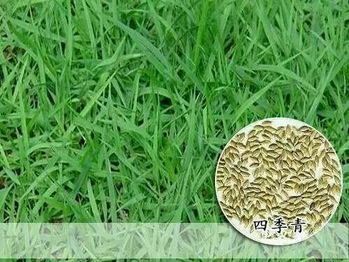 沭阳县高羊茅