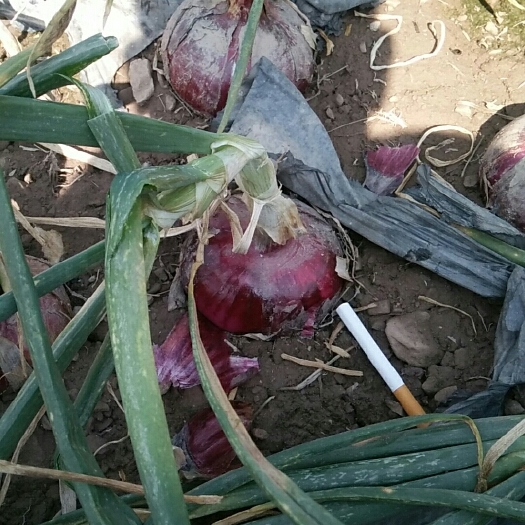 西昌市紫皮洋葱 绿色食品