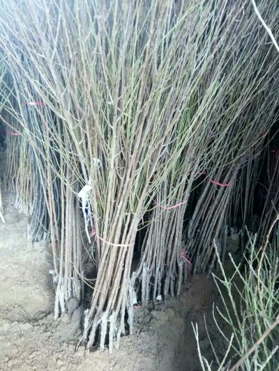 沭阳县红灯樱桃苗