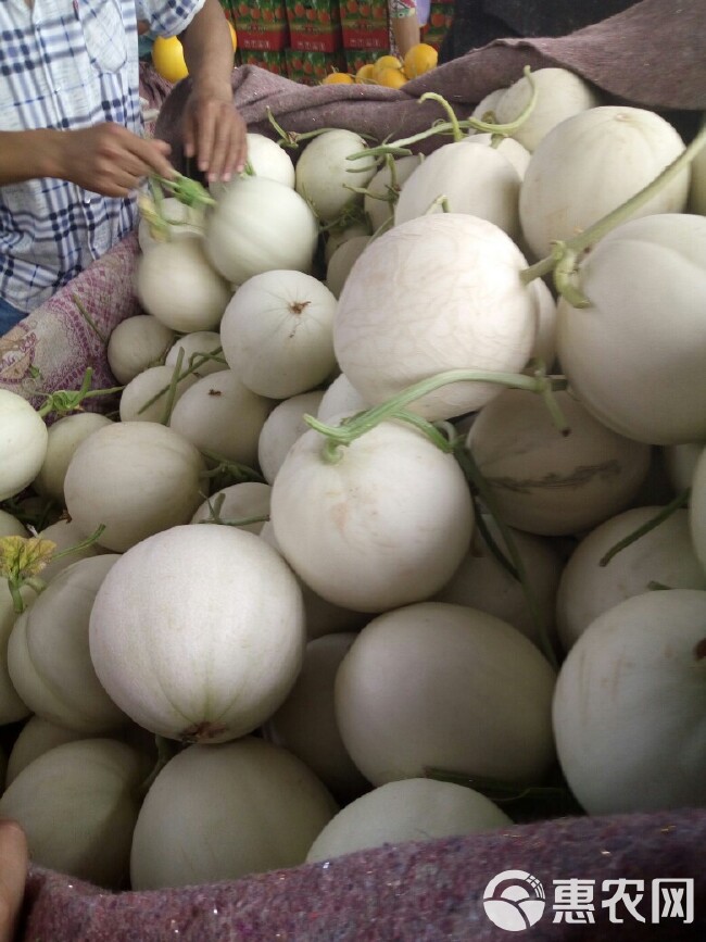 玉菇甜瓜 产地直发各大电商平台微商批发市场超市供应链。