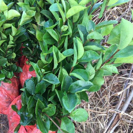 白沙县油茶苗