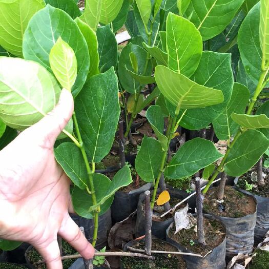 海口马来西亚一号菠萝蜜苗
