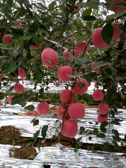 红富士苹果苗 三天上色，高庄全红，果星小果锈轻卖价高