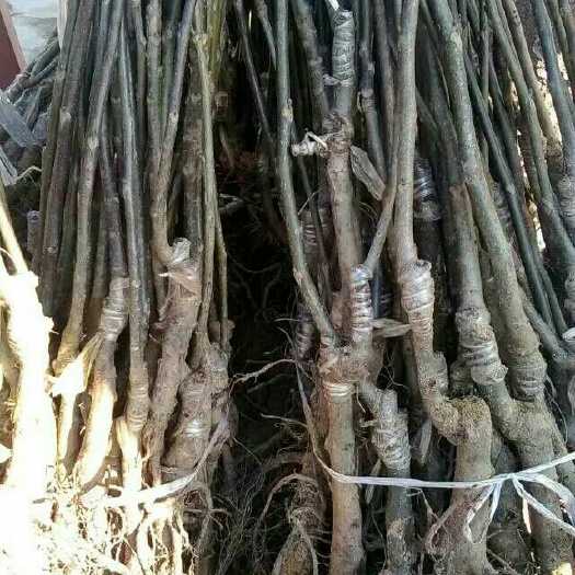 泰安香玲核桃苗 