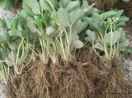 红颜草莓苗 地栽苗 10~20公分 