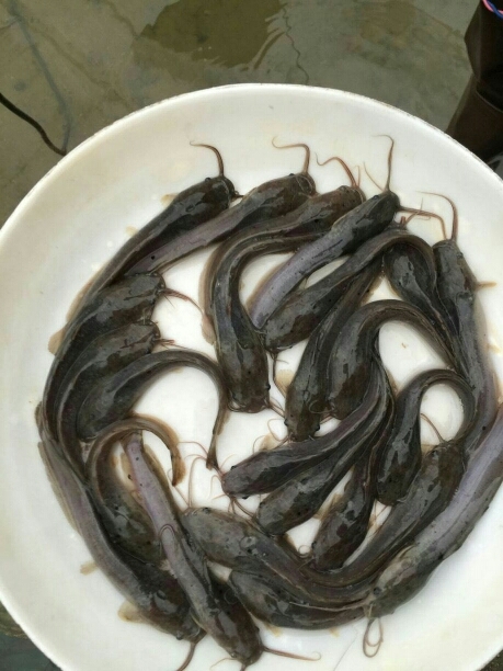 广州革胡子鲶鱼苗