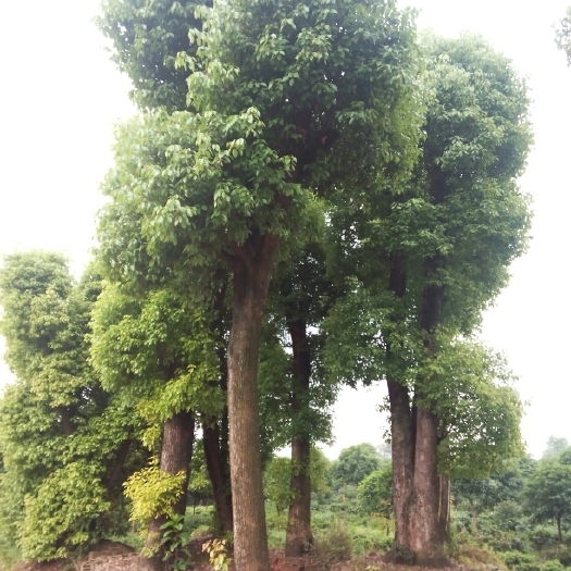  移栽香樟，全冠香樟