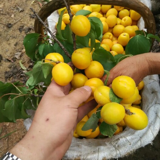泰安珍珠油杏苗 