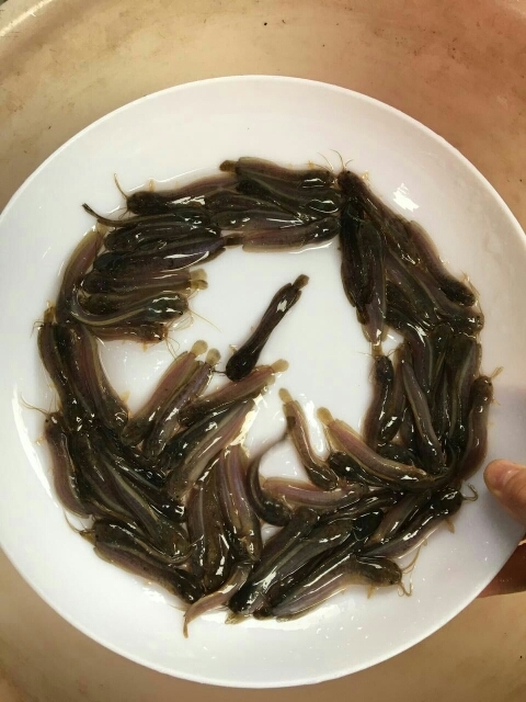 广州塘鲺苗