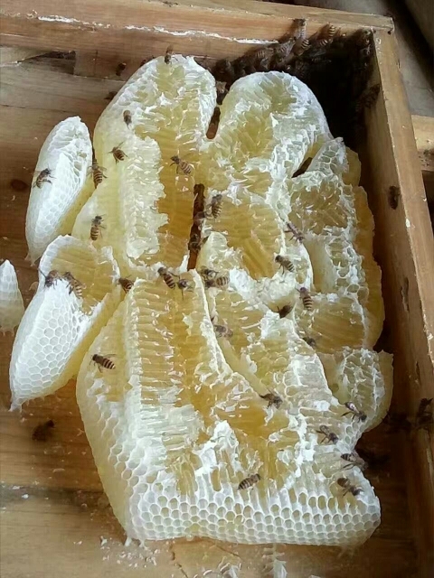 广州冬蜜 玻璃瓶装 98% 2年以上