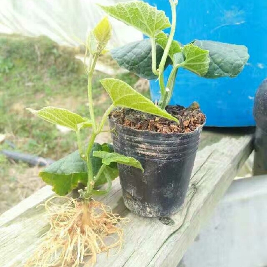 桂林罗汉果苗