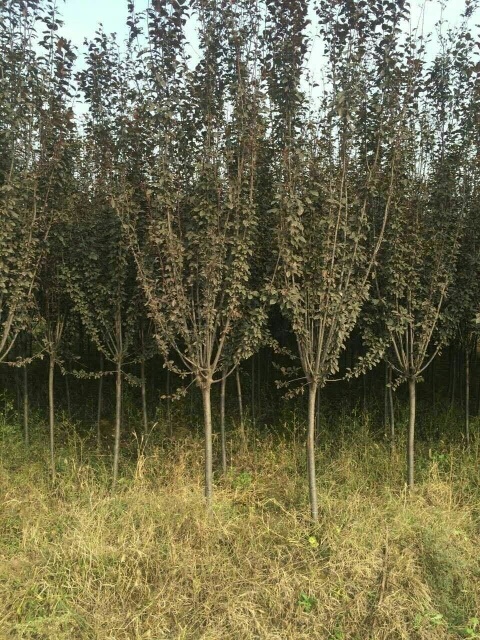 运城红叶稠李  3-4年长势红叶李，低价出售，量大者优先，总共有5000多棵