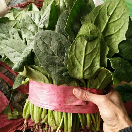 大叶菠菜 25~30cm