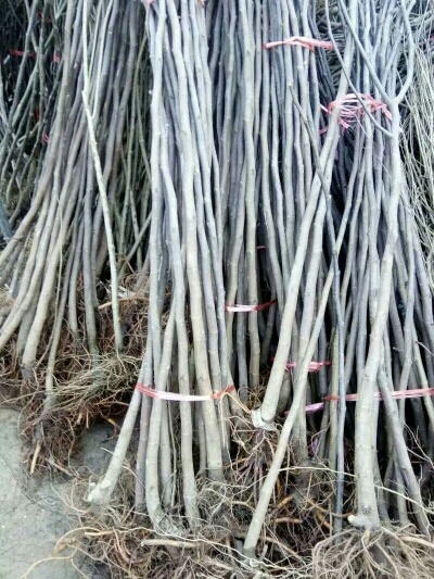 沭阳县薄皮核桃苗