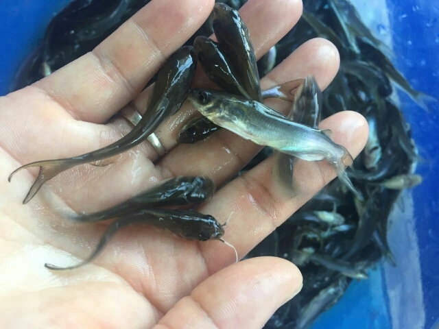 广州叉尾鮰鱼苗