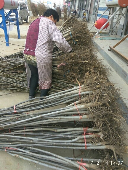 泰安核桃苗嫁接核桃苗香玲核桃苗 现挖1-8公分核桃树苗