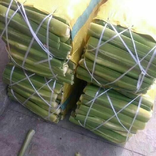 岳西县茭白种苗  茭白苗 中国高山茭白之乡  岳西茭白地理标志产品