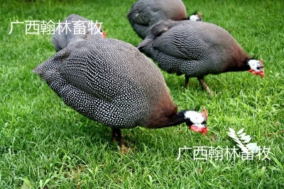 南宁珍珠鸡苗 统货