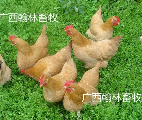 南宁三黄鸡苗 公